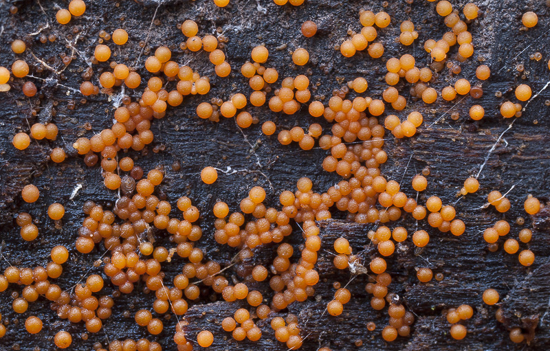 Nectria peziza